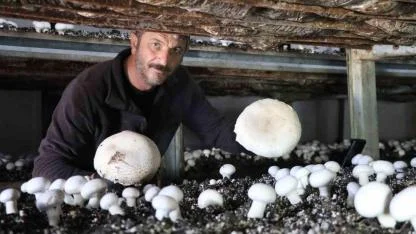 Yılın son mantar hasadı başladı