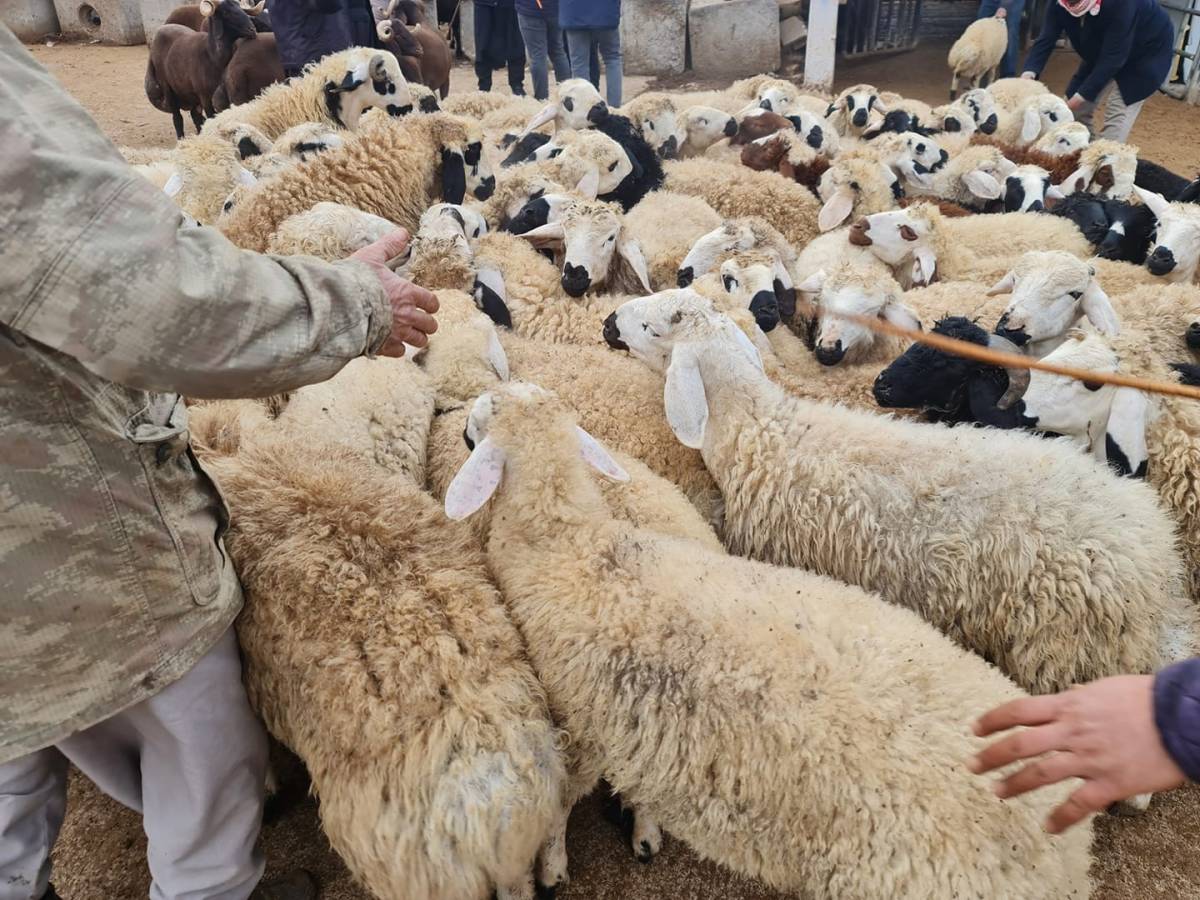 Şanlıurfa'da hayvancılık sektörü nasıl canlanır?