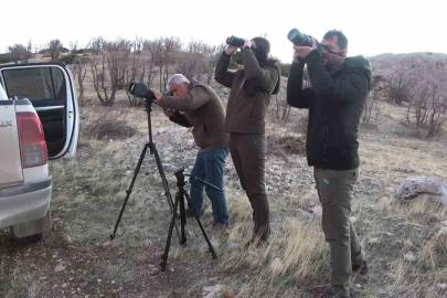 Adıyaman’da yaban keçileri tek tek sayılıyor