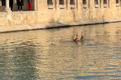 Balıklıgöl’e atlayan kişi ‘adalet’ istedi