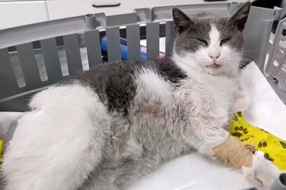 Bolu’da otomobilin çarptığı kedi, tedavi için İstanbul’a sevk edildi
