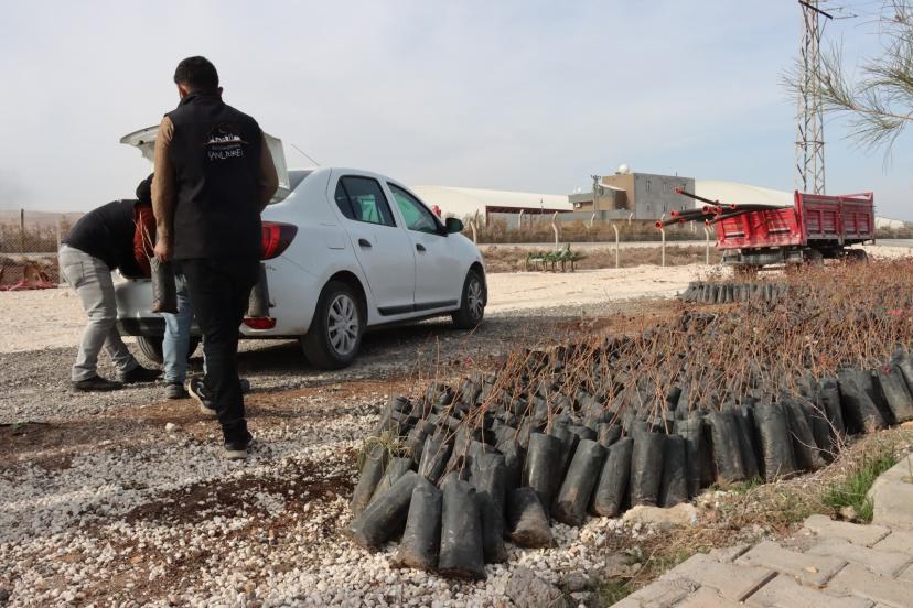 Büyükşehir’den çiftçilere 35 bin fıstık fidanı desteği