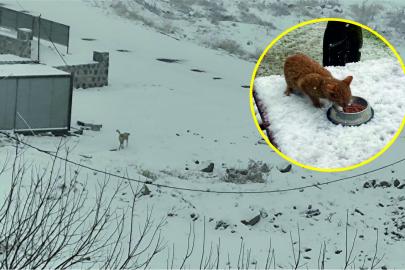 'Can dostlar' sizden yardım eli bekliyor