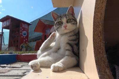 Evcil hayvan sahiplerine "mikroçip" uyarısı