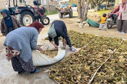 Hasadı tamalanan tütünler satış için hazırlanıyor