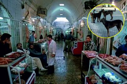 Kimseye yabancı gelmeyen bir Urfa hikayesi: Çarşı iti