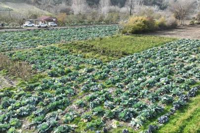 Lahana hasadı yapıldı