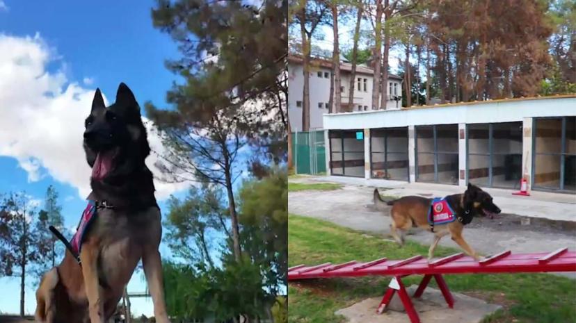 Şanlıurfa’da hassas burunlar aralıksız eğitiliyor