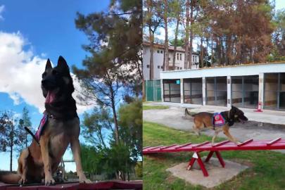 Şanlıurfa’da hassas burunlar aralıksız eğitiliyor