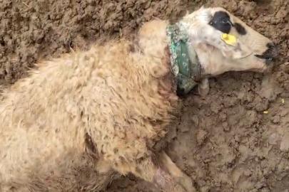 Şanlıurfa’da sürüye saldıran kurt 18 koyunu telef etti