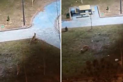 Şanlıurfa’da yiyecek arayan 2 tilki kent merkezine indi