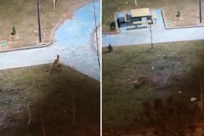 Şanlıurfa’da yiyecek arayan 2 tilki kent merkezine indi