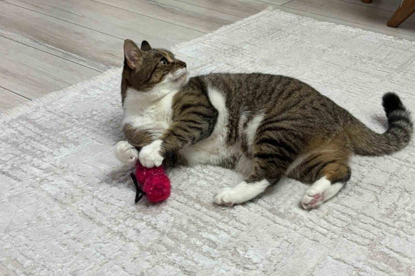 Uzmandan evcil hayvanlarda aşı uyarısı