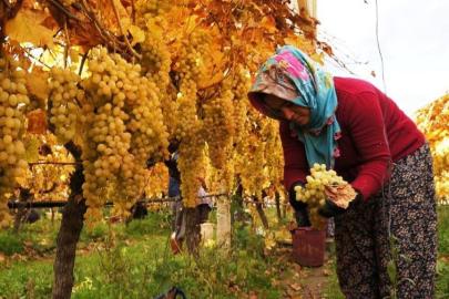 Üzüm hasadında sona yaklaşıldı