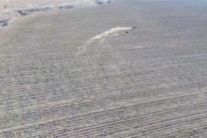 3 tazının bir tavşanı kovaladığı anlar anbean görüntülendi