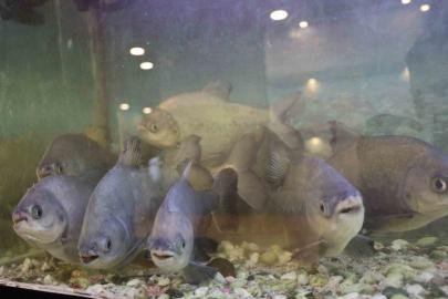 8 adet pirana balığı 12 yıldır kelle paçayla besleniyor