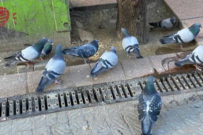 Dondurucu soğuk sokak hayvanlarının yaşamını zorlaştırdı