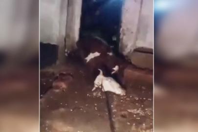 Kaçak elektrik iki ineği telef etti