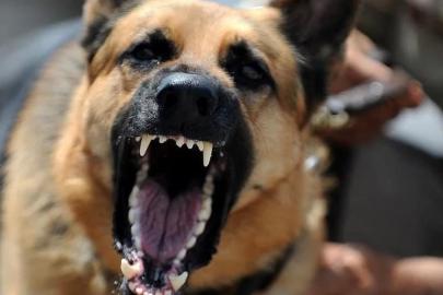 Küçük çocuk, sokak köpeklerinin saldırısına uğradı