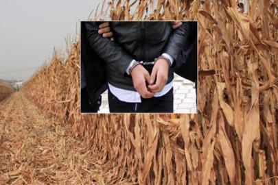 Kuzenini öldüren şahıs mısır tarlasında yakalandı