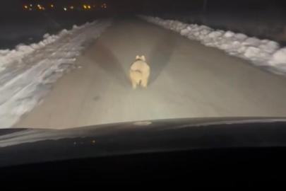 Mahalleye inen kurt, araç önünde kilometrelerce ilerledi