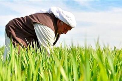 Şanlıurfa çiftçisi onuru için ekecek ama nasıl?