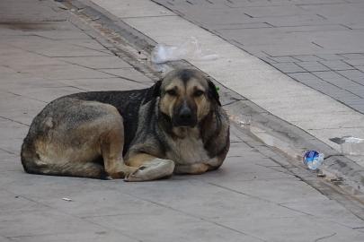 Sokak köpeğinin saldırısına uğrayan çocuk yaralandı
