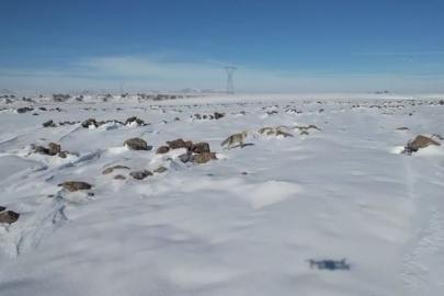 Tilki ile dronun eğlenceli mücadelesi
