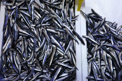 Türkiye’nin hamsi ihracatında Avrupa ülkeleri ilk sırada