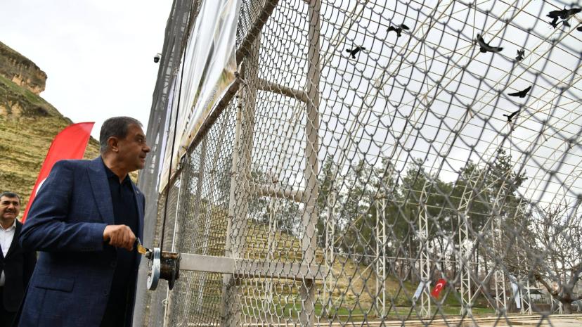 277 Kelaynak Kuşu, doğaya salındı