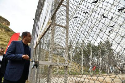 277 Kelaynak Kuşu, doğaya salındı