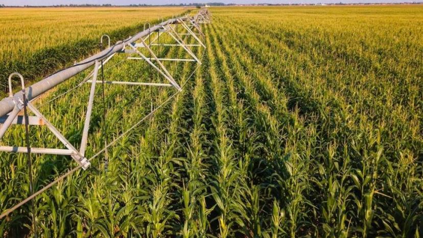 Kaçak elektrik, en çok Mısır sulamasında kullanılmış