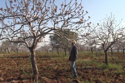 kar yağışları çiftçinin yüzünü güldürdü