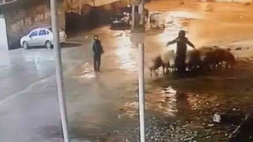 Şanlıurfa'da 4 hırsız 19 koyunu çaldı