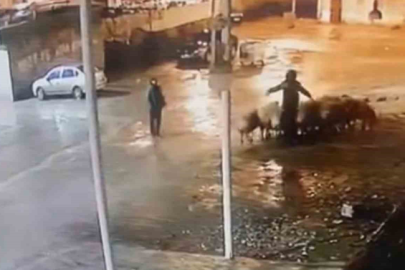 Şanlıurfa'da 4 hırsız 19 koyunu çaldı