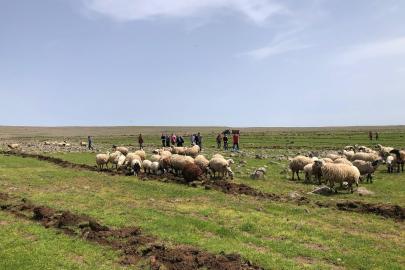 Şanlıurfa'da hayvancılığa TİGEM dopingi geliyor