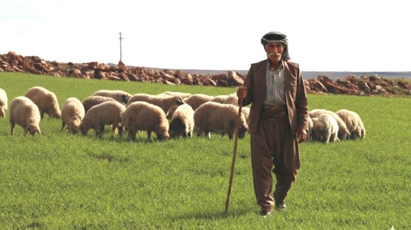 Yağışlar, Şanlıurfa'da besicilerin de yüzleri güldürdü