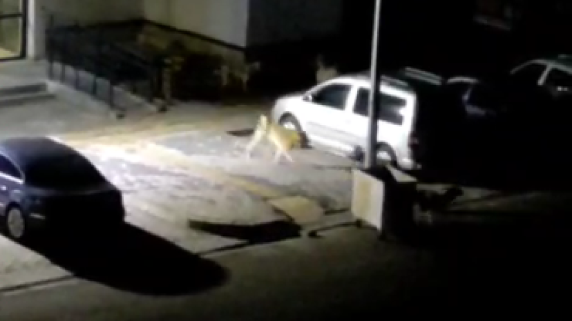 TOKİ’de başıboş köpekler tehlike oluşturuyor